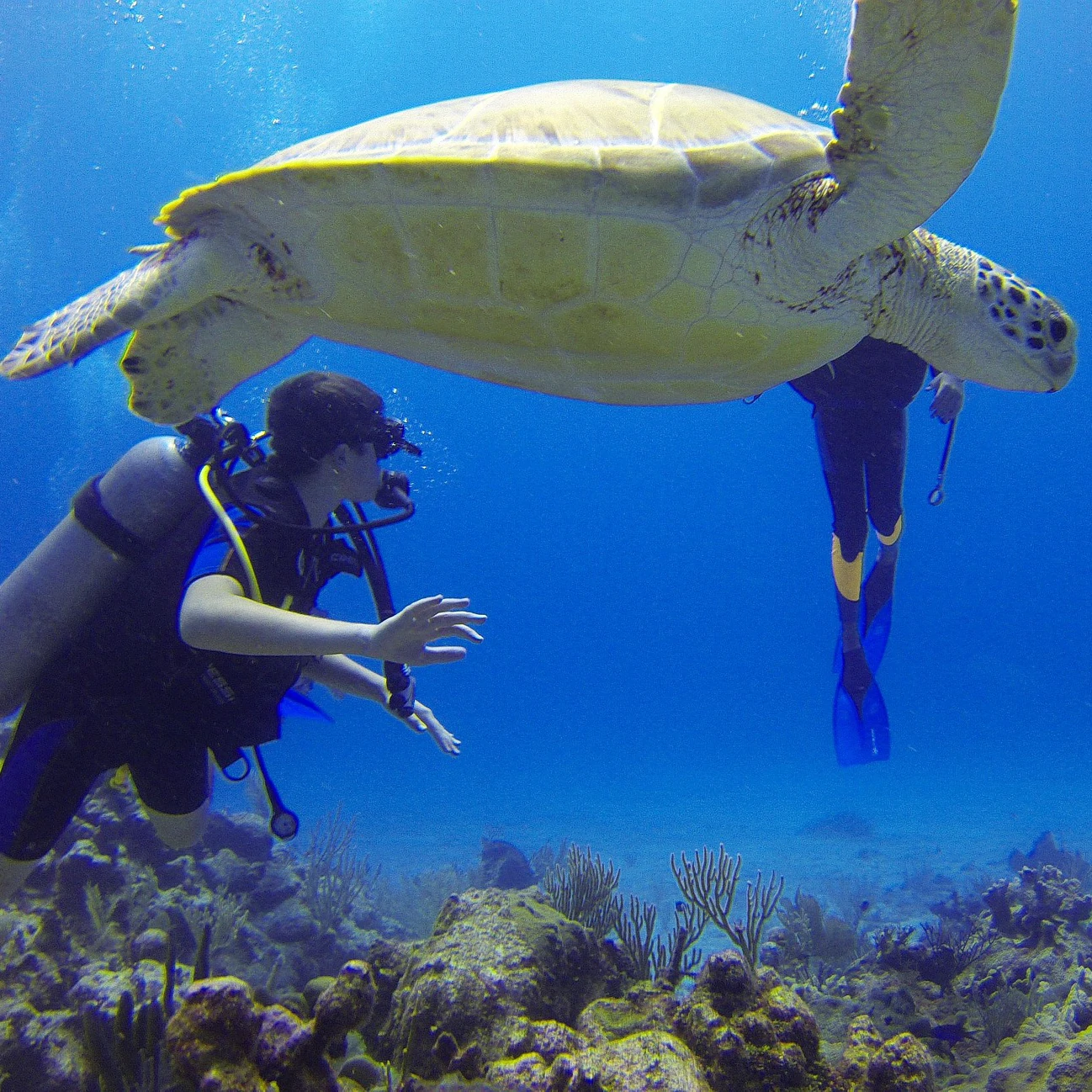 Plongée Corail Hikkaduwa Sri Lanka - Snorkeling vie marine