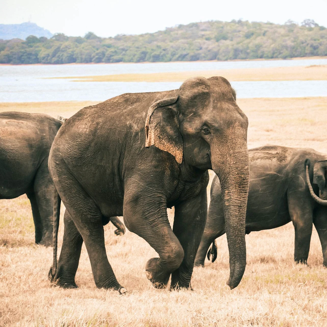 Orphelinat des Éléphants Pinnawala Sri Lanka - Sanctuaire faunique